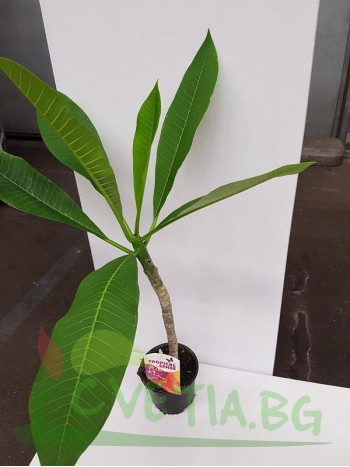  Плумерия (Plumeria)